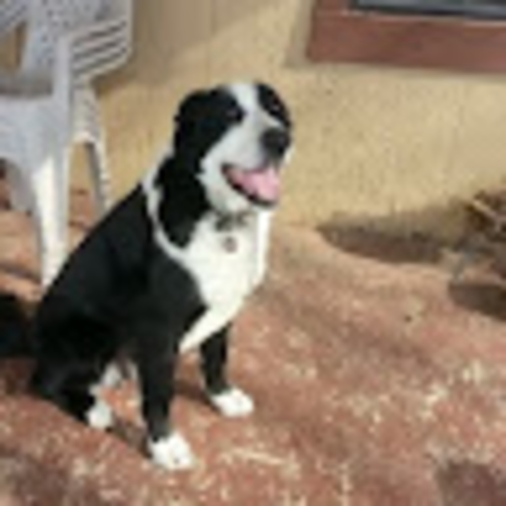 Meet your Posher, Betty